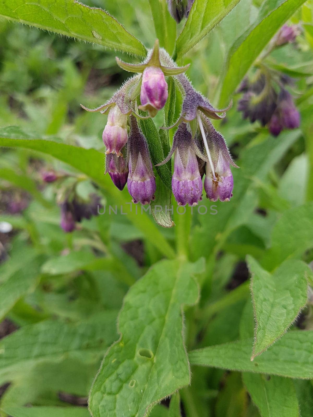 Beinwell, Symphytum, officinale