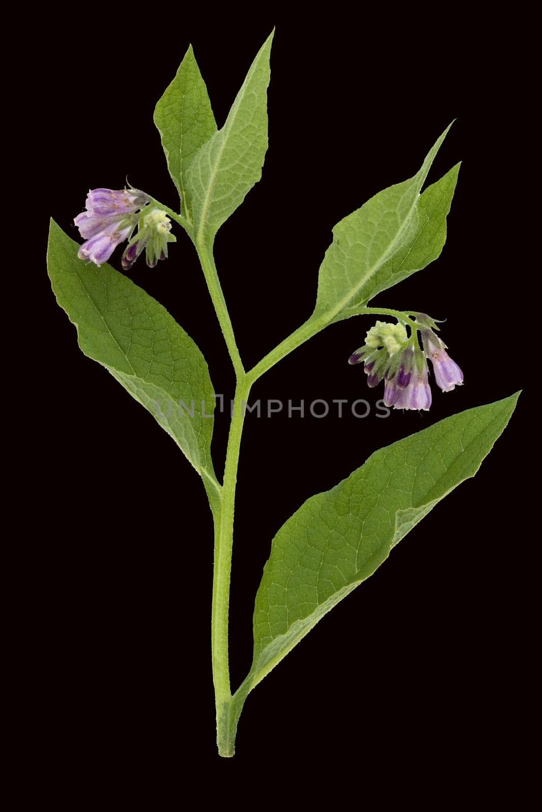 Beinwell  Symphytum  officinale
