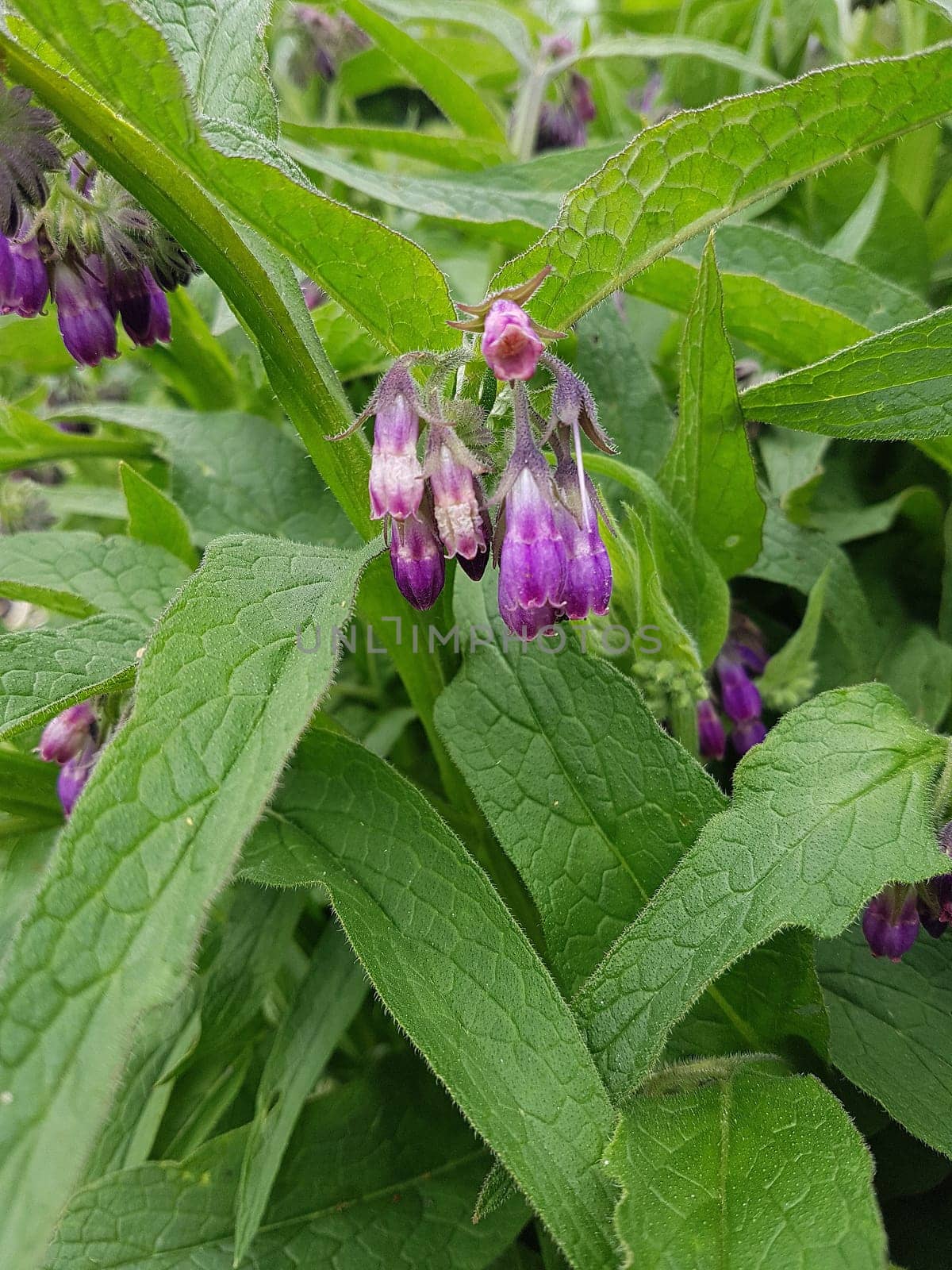 Beinwell, Symphytum, officinale
