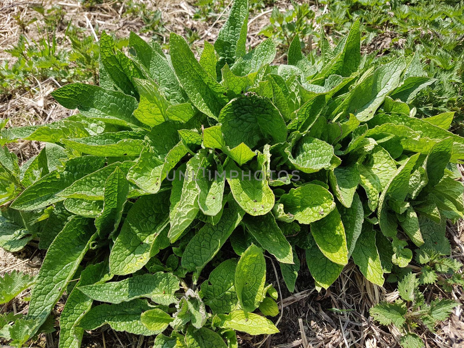 Beinwell  Symphytum  officinale