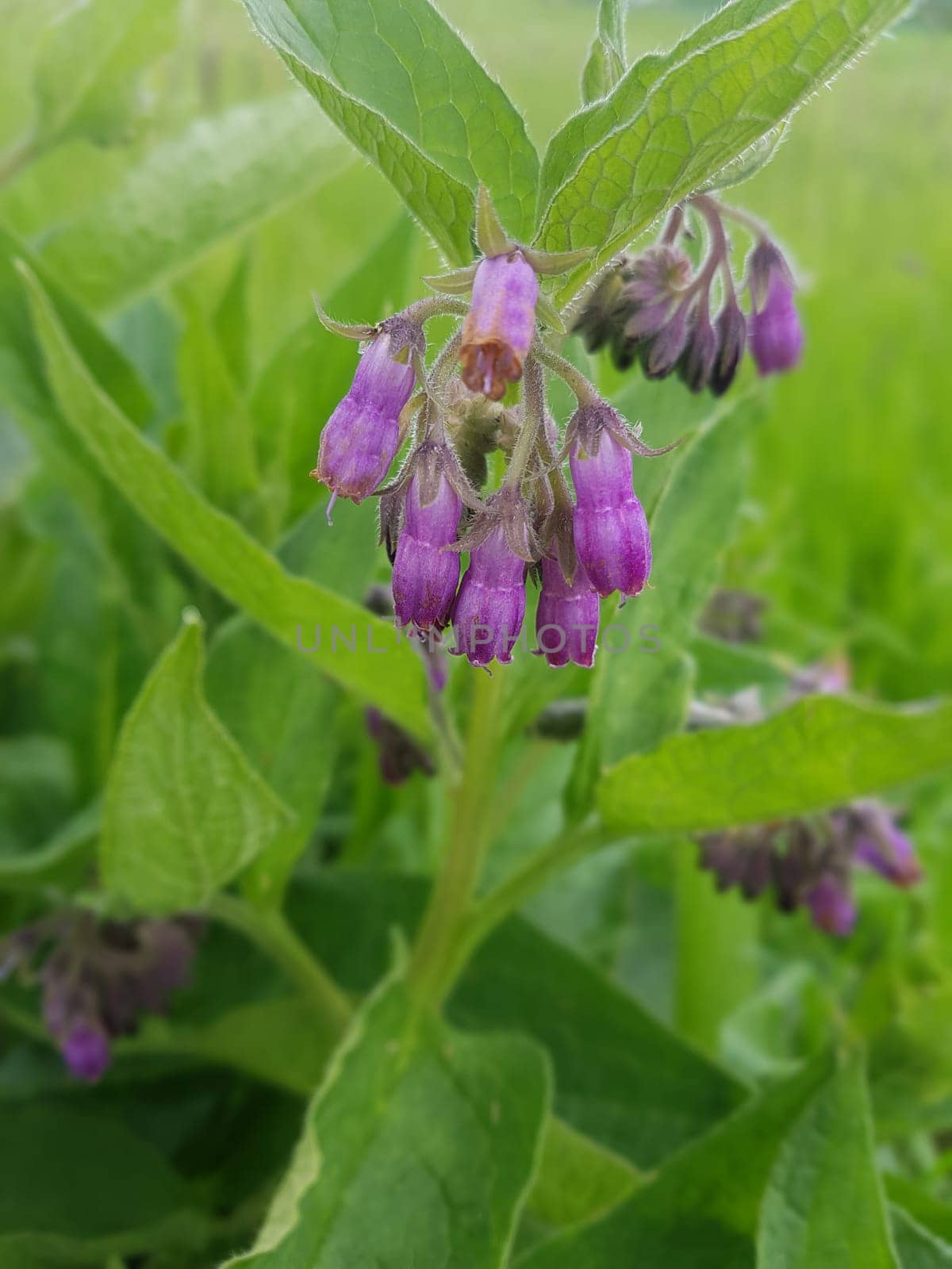 Beinwell, Symphytum, officinale, Heilpflanze