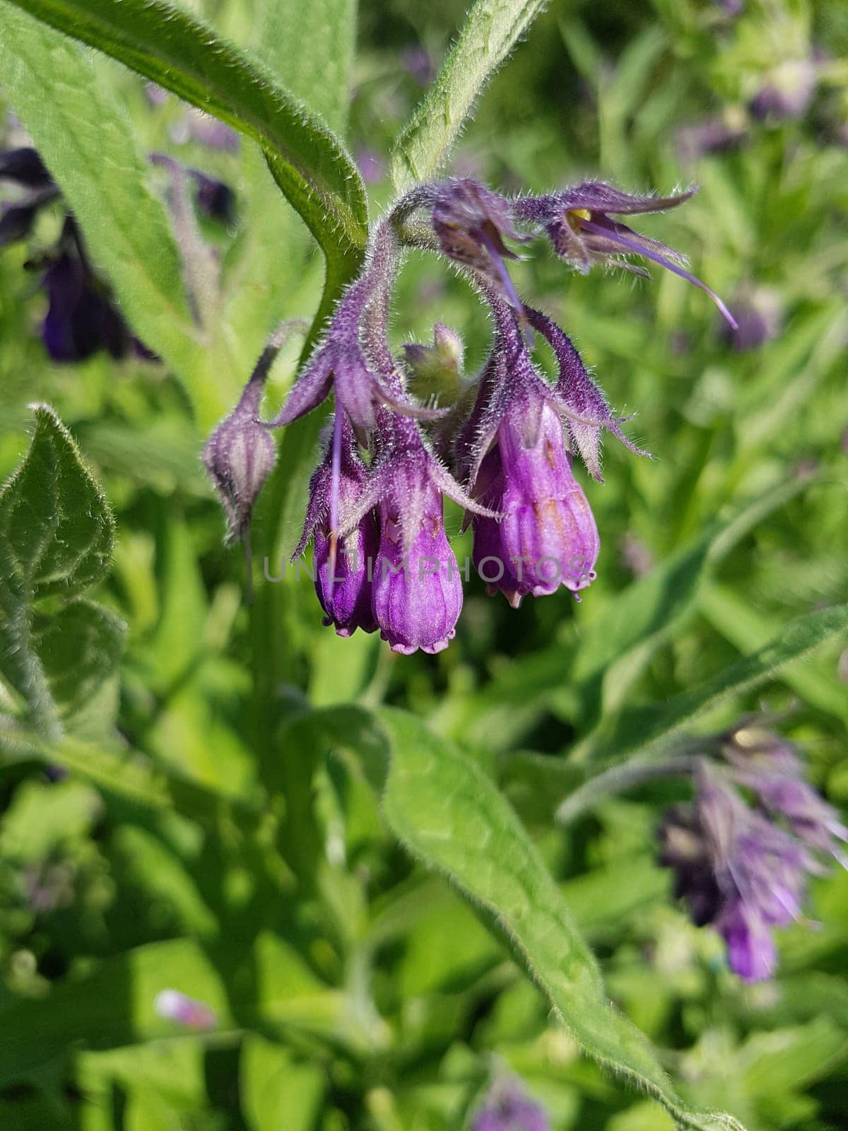 Beinwell, Symphytum, officinale, Heilpflanze
