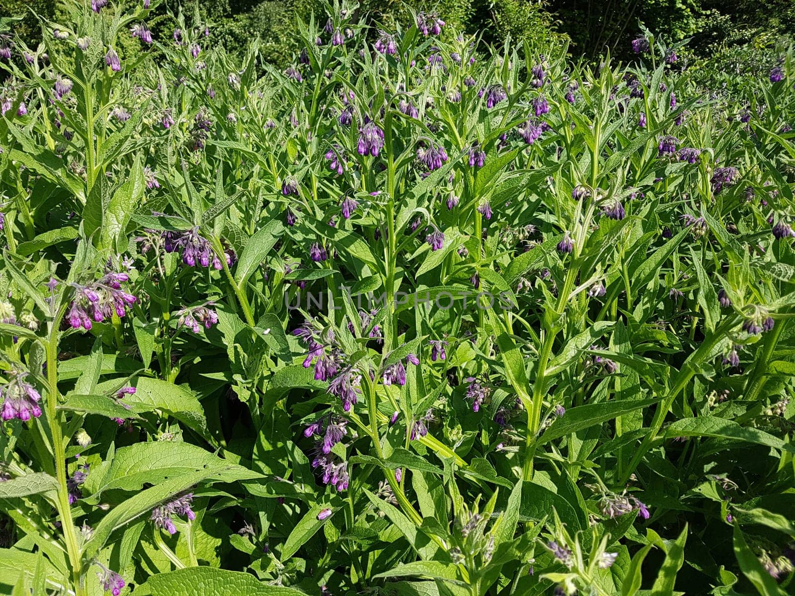 Beinwell, Symphytum, officinale, Heilpflanze