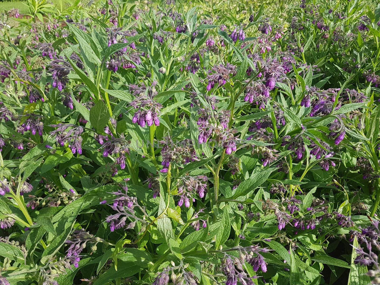 Beinwell  Symphytum  officinale
