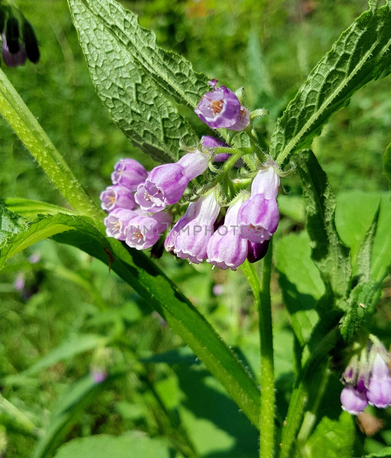 Beinwell, Symphytum, officinale