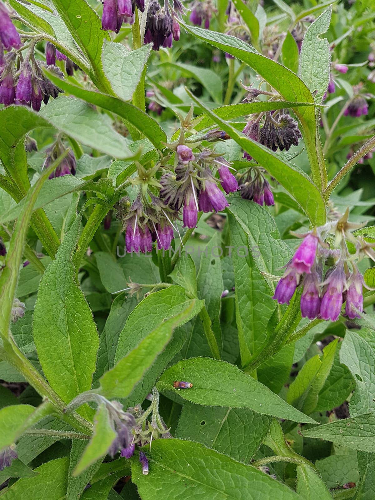 Beinwell, Symphytum, officinale