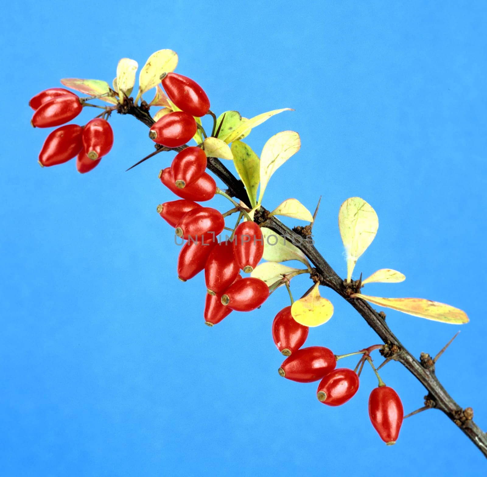 Berberitze, Beeren, Berberis Vulgaris