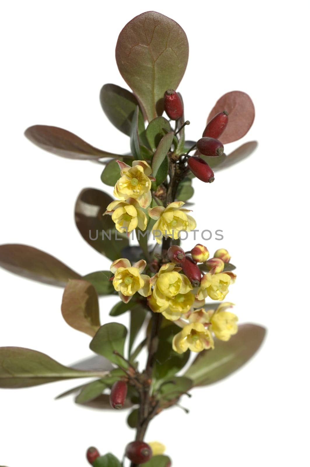 Berberitze, Blueten, Berberis Vulgaris