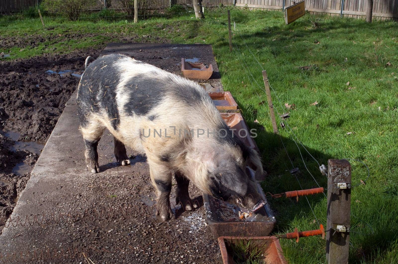 Buntes Bentheimer Schwein