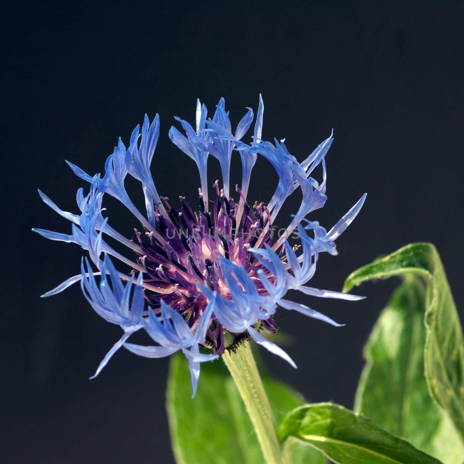 Berg-Flockenblume, Centaurea, montana