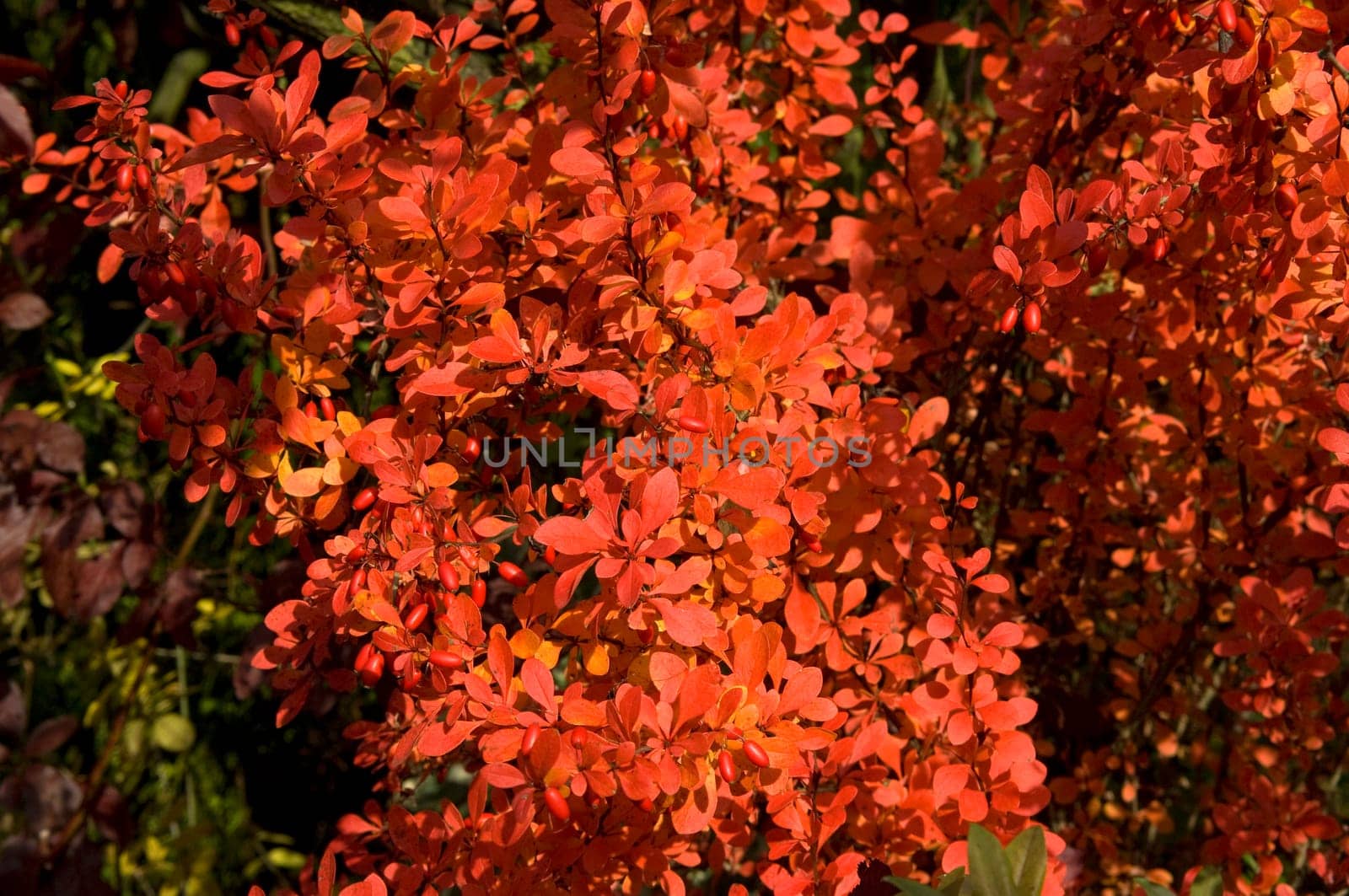 Berberitze, Herbst