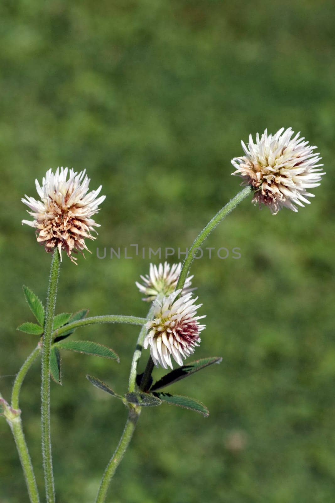 Berg-Klee, Trifolium, montanum