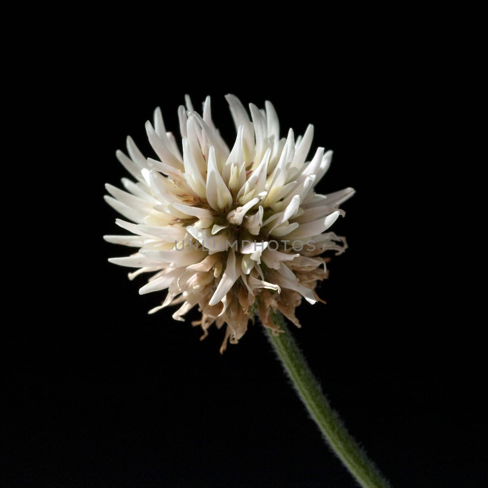Berg-Klee, Trifolium, montanum
