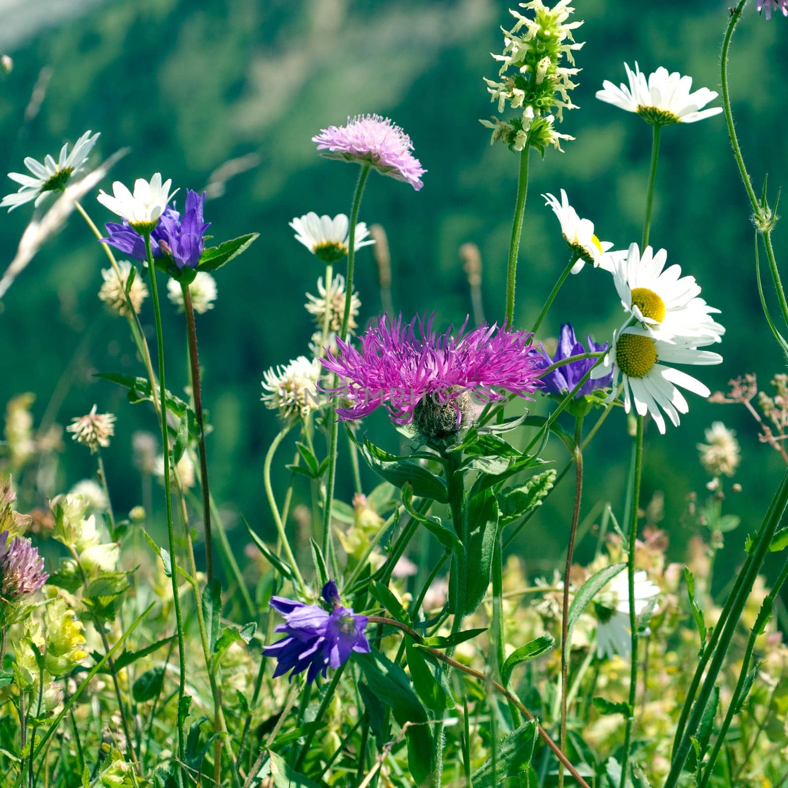 Bergblumenwiese
