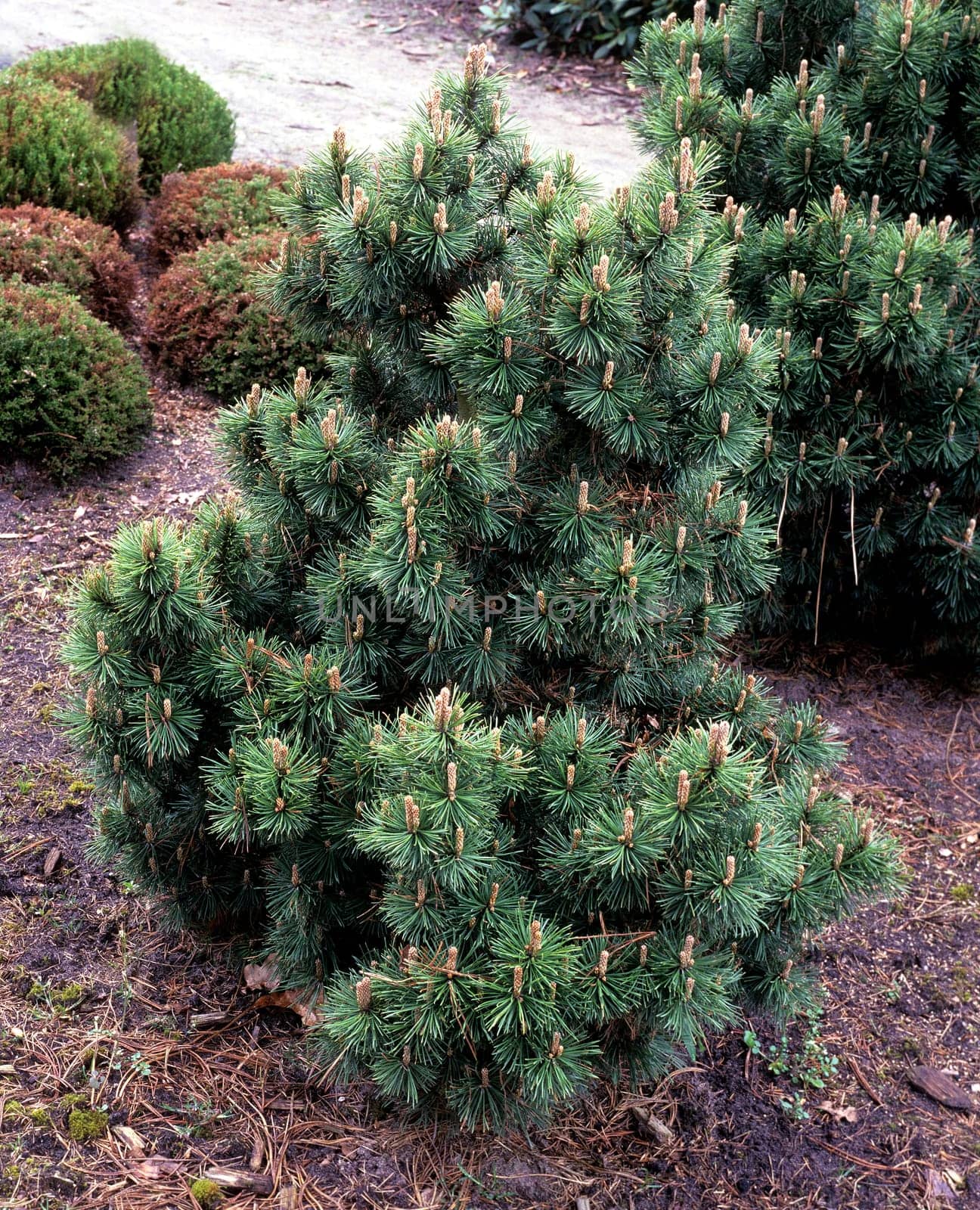 Bergkiefer, Kiefer, Pinus mugo, Slavinii