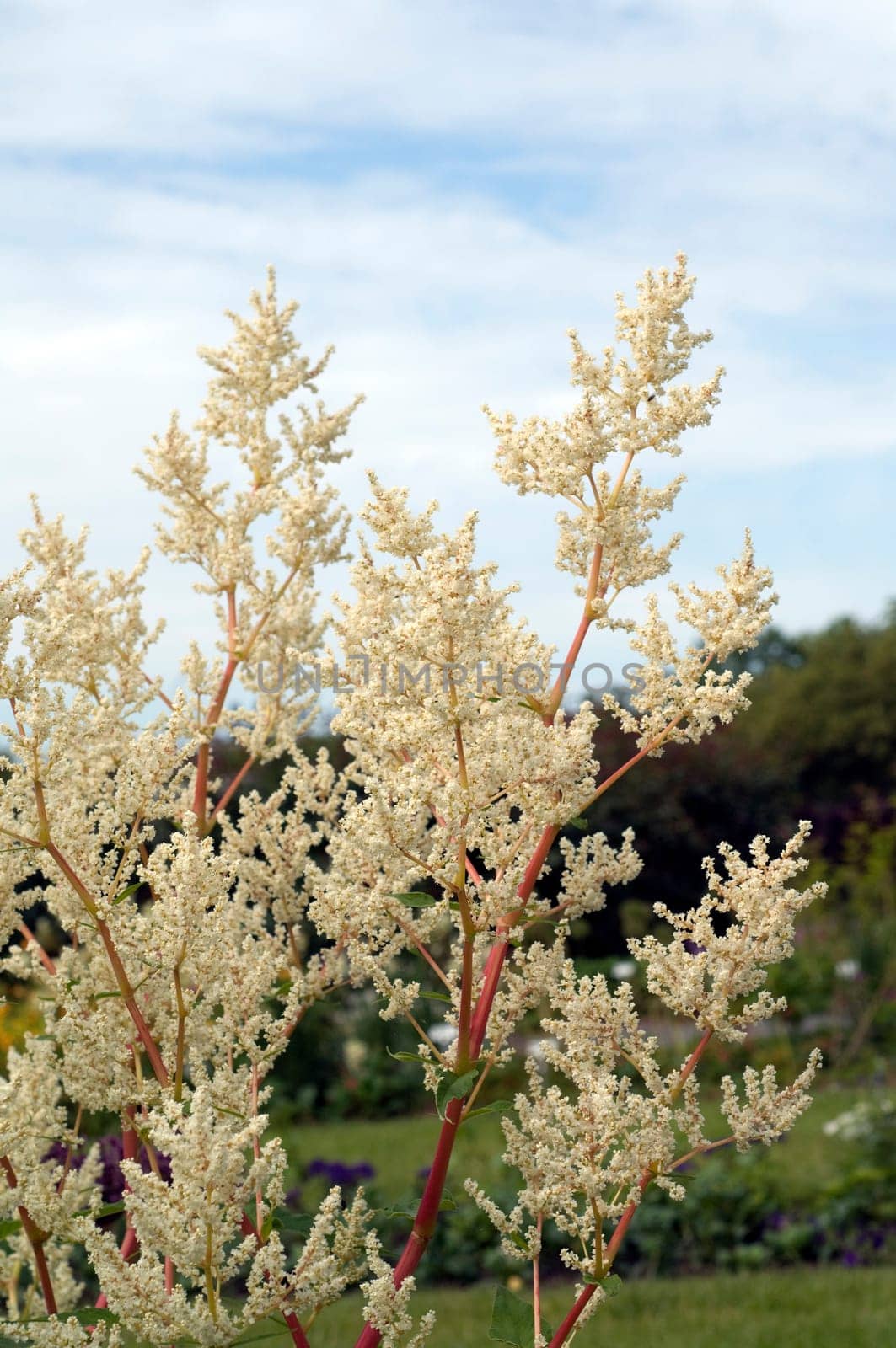 bergknoeterich, Aconogonon alpinum