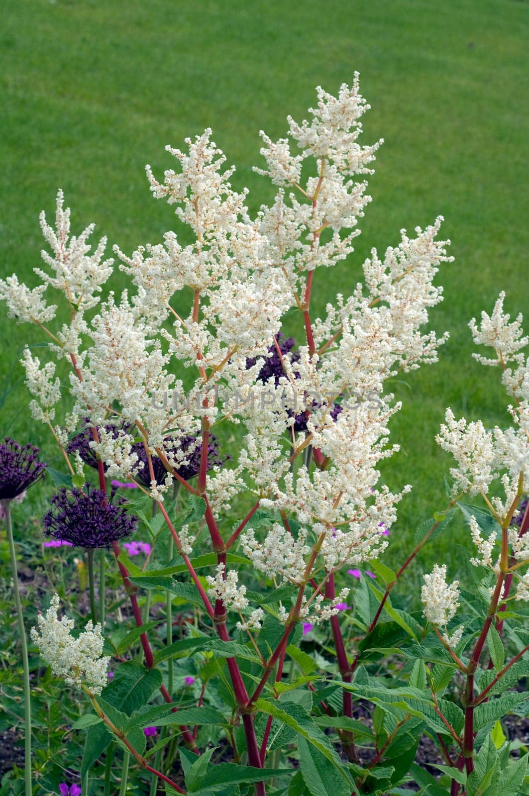 bergknoeterich, Aconogonon alpinum