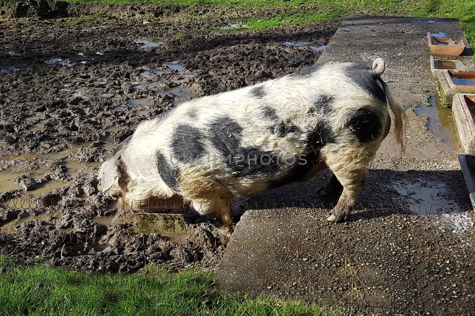 Buntes Bentheimer Schwein