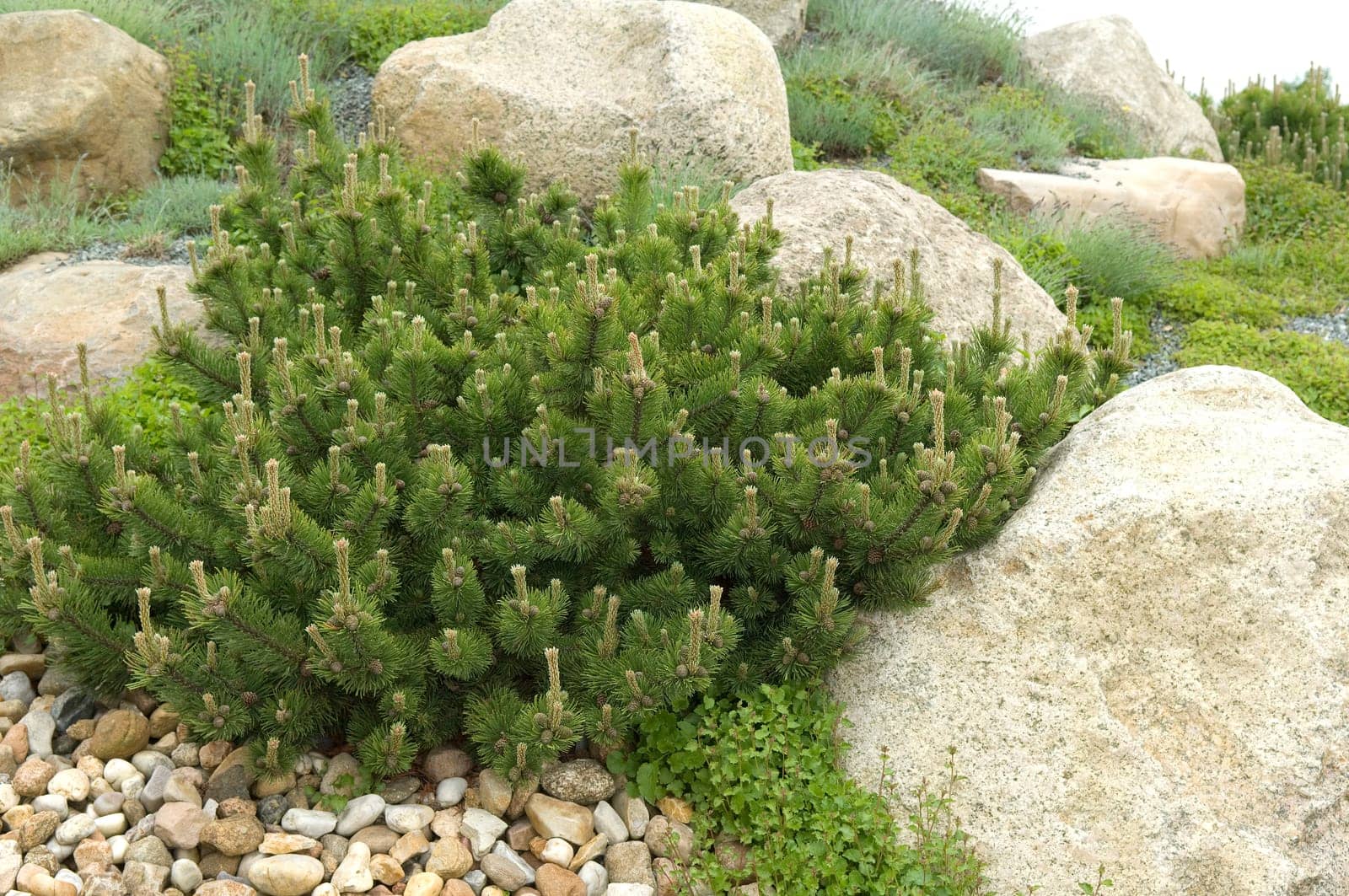 Bergkiefer, Kiefer, Pinus mugo
