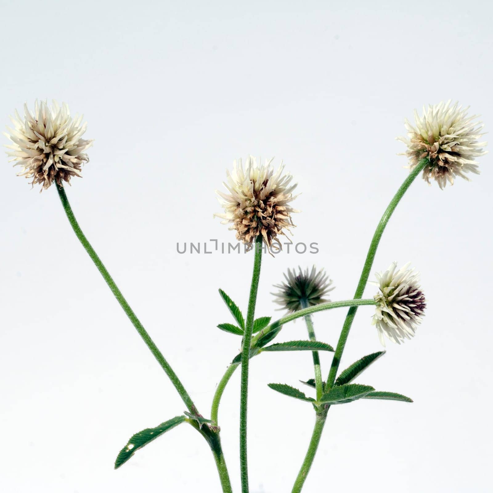 Berg-Klee, Trifolium, montanum