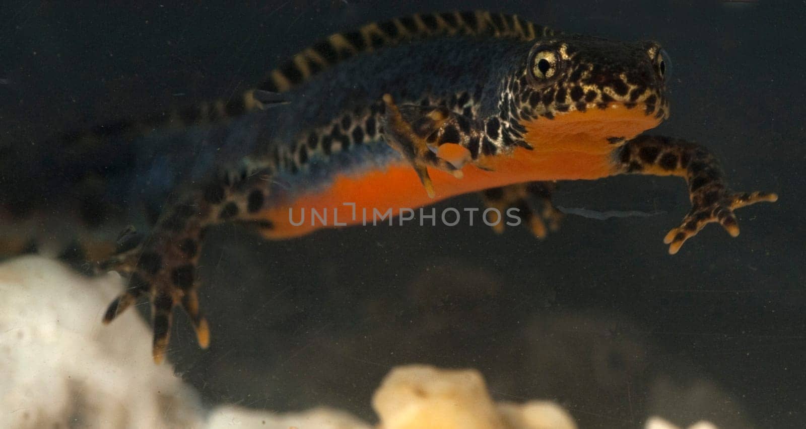 Bergmolch, Ichthyosaura alpestris