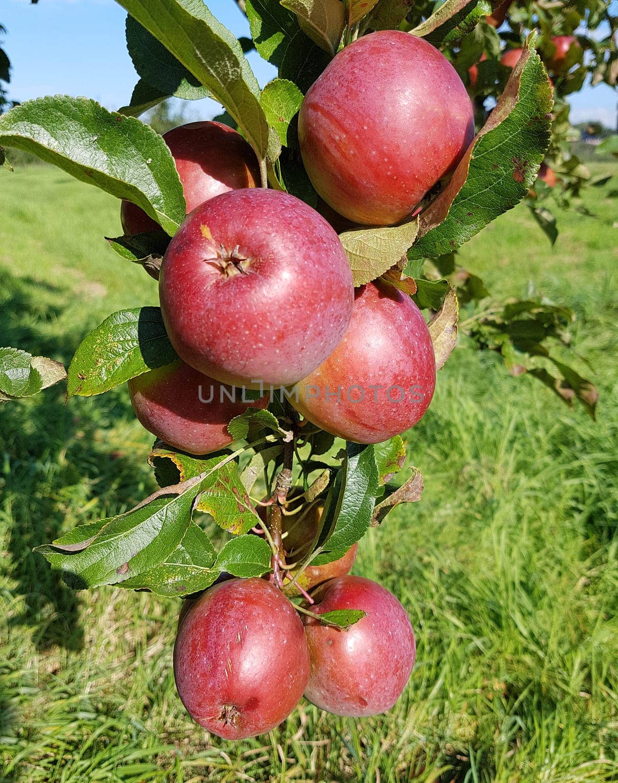 Berner Rosenapfel, Apfel, Malus, domestica