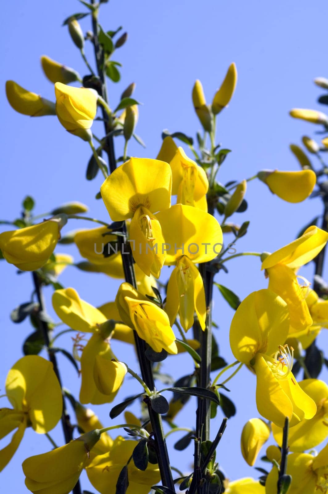 Besenginster, Sarothamnus scoparius
