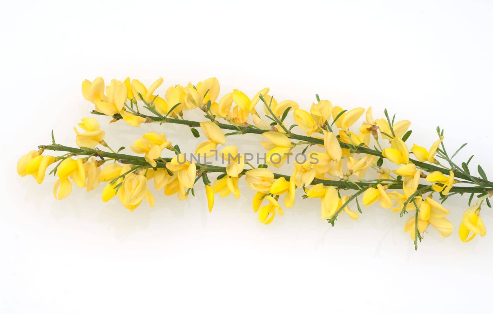 Besenginster, Sarothamnus scoparius