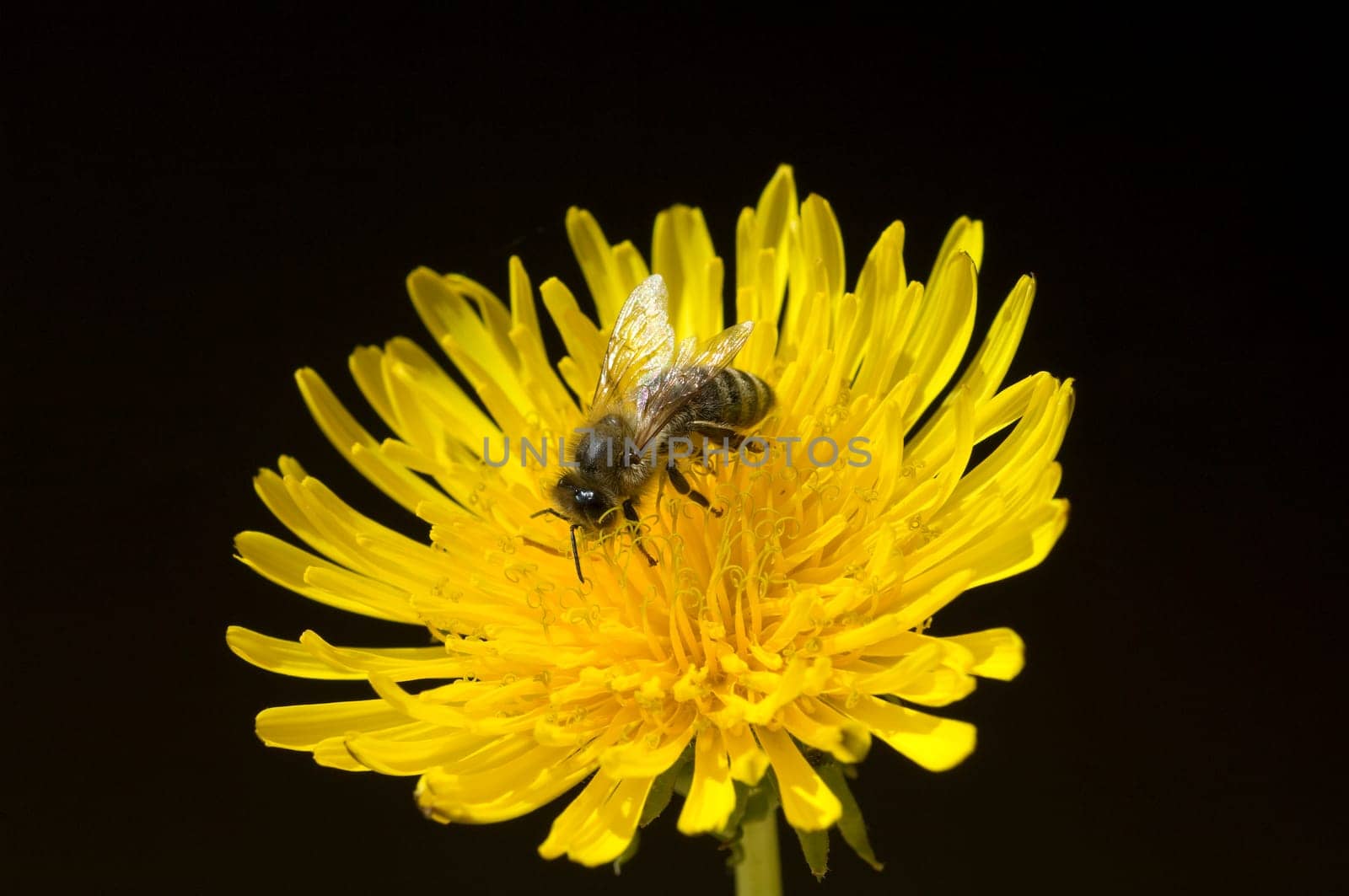 Biene  Loewenzahn  Taraxacum, officinale  Wiesenpflanze