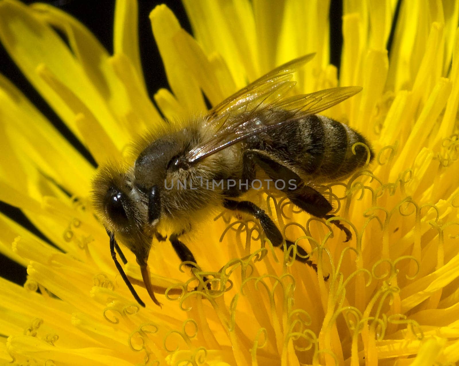 Biene  Loewenzahn  Taraxacum, officinale  Wiesenpflanze