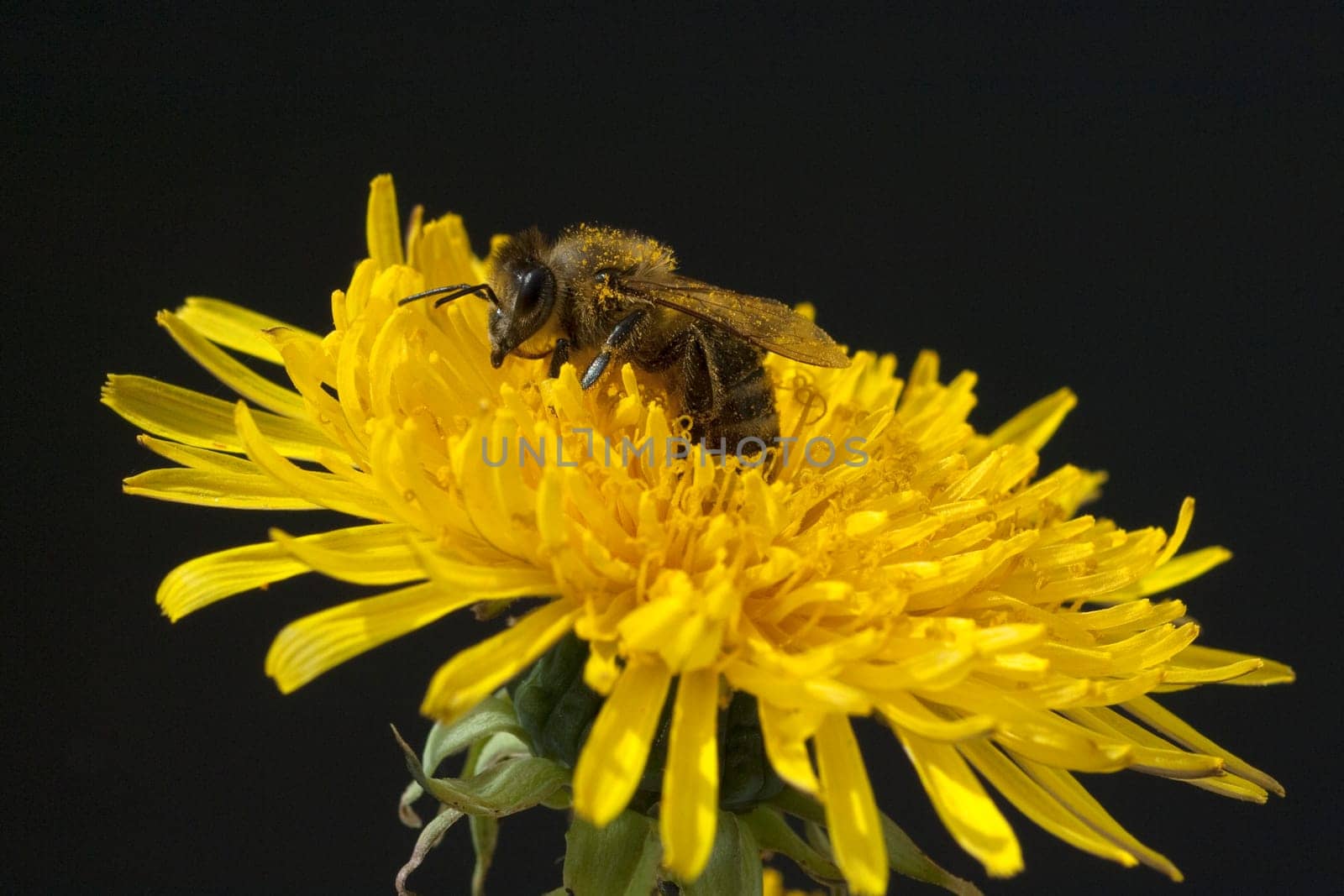 Biene  Loewenzahn  Taraxacum