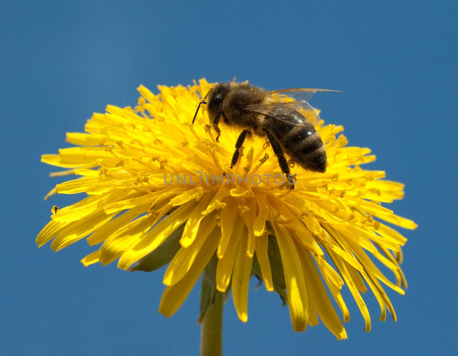 Biene  Loewenzahn  Taraxacum  officinale