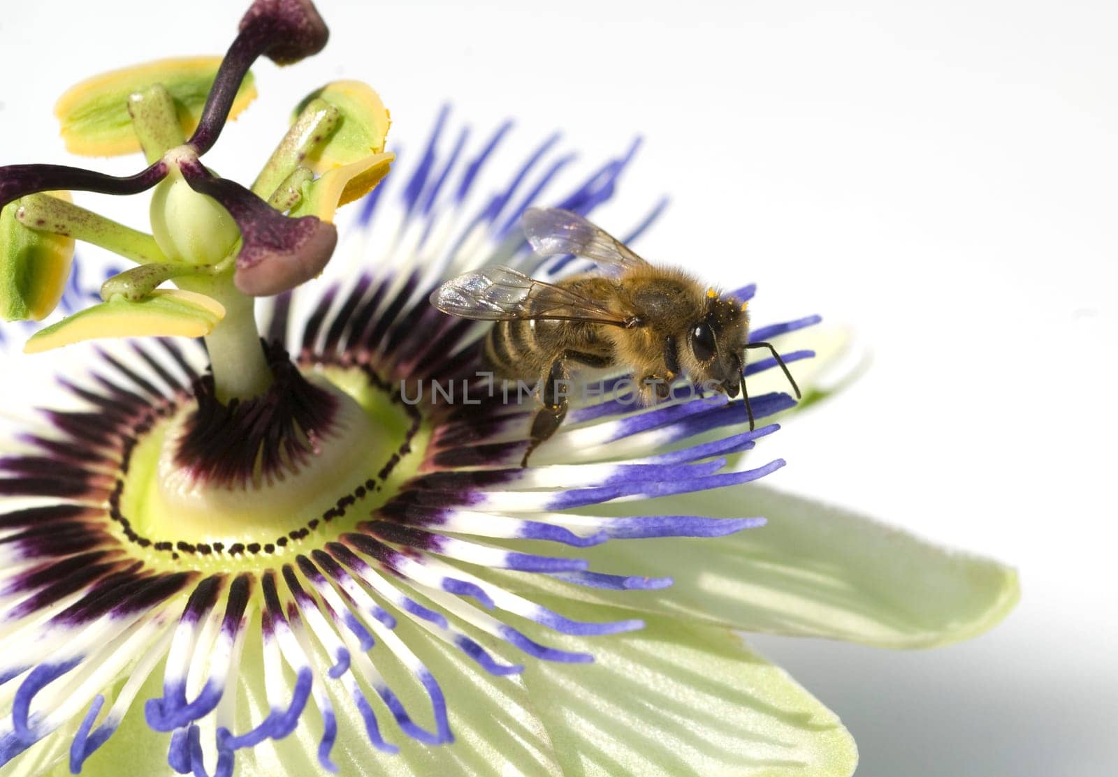 Passionsblume, Biene