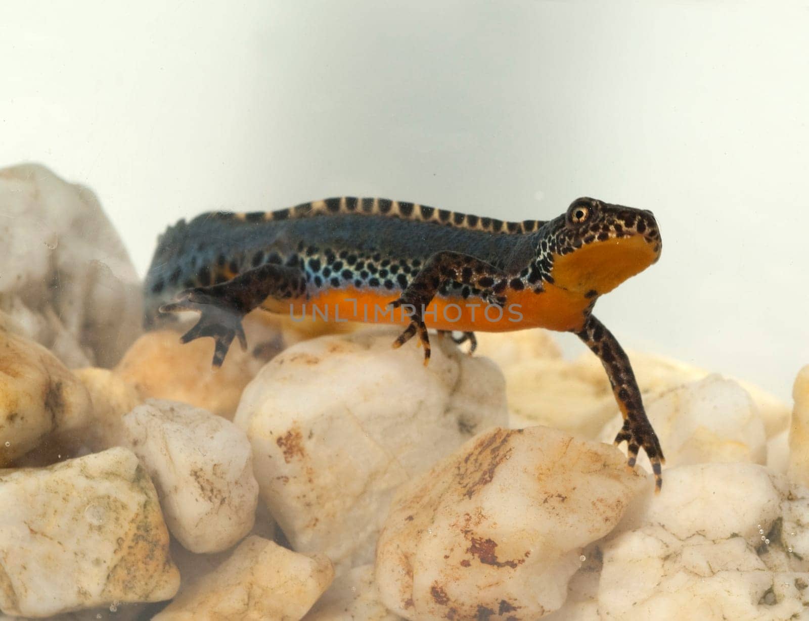 Bergmolch, Ichthyosaura alpestris