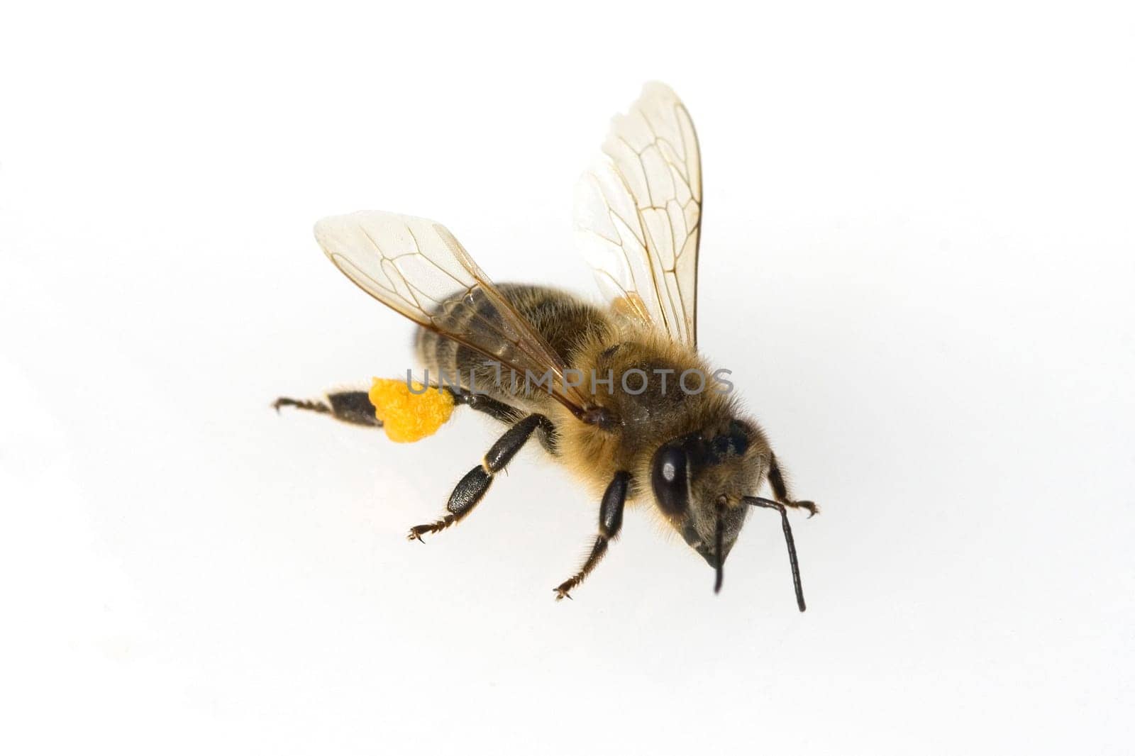 Biene  Apis, mellifera  Honigbiene