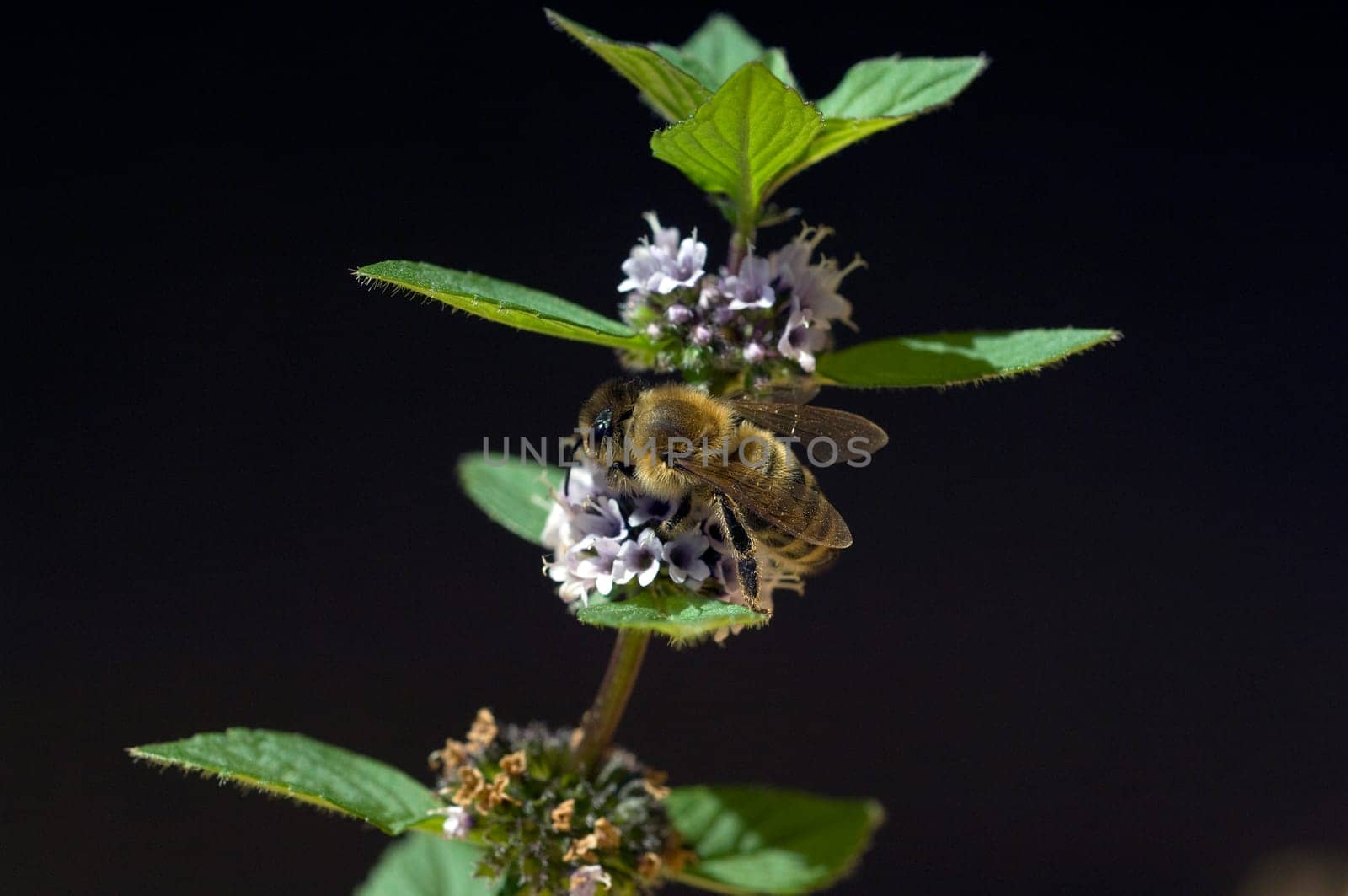 Biene  Apis, mellifera  Honigbiene  Insekt  Pfefferminze, Mentha piperita