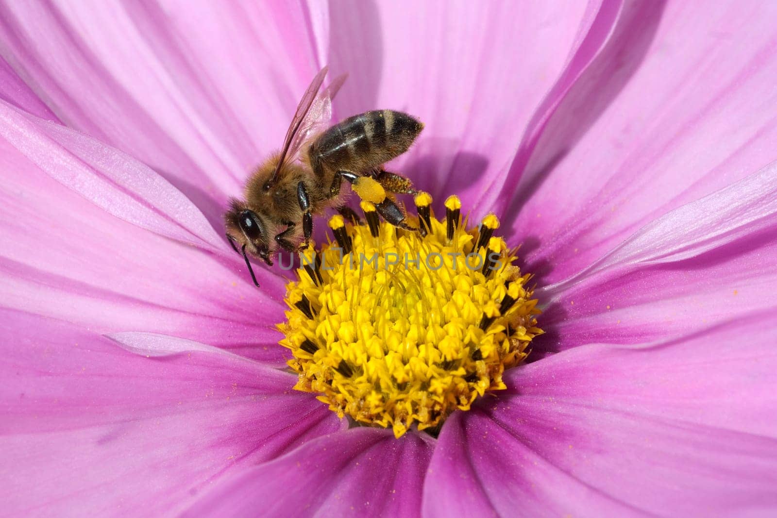 Biene  Pollenhoeschen  Apis  mellifera  Kosmea
