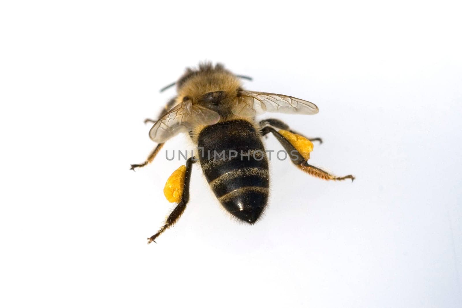 Biene  Pollenhoeschen