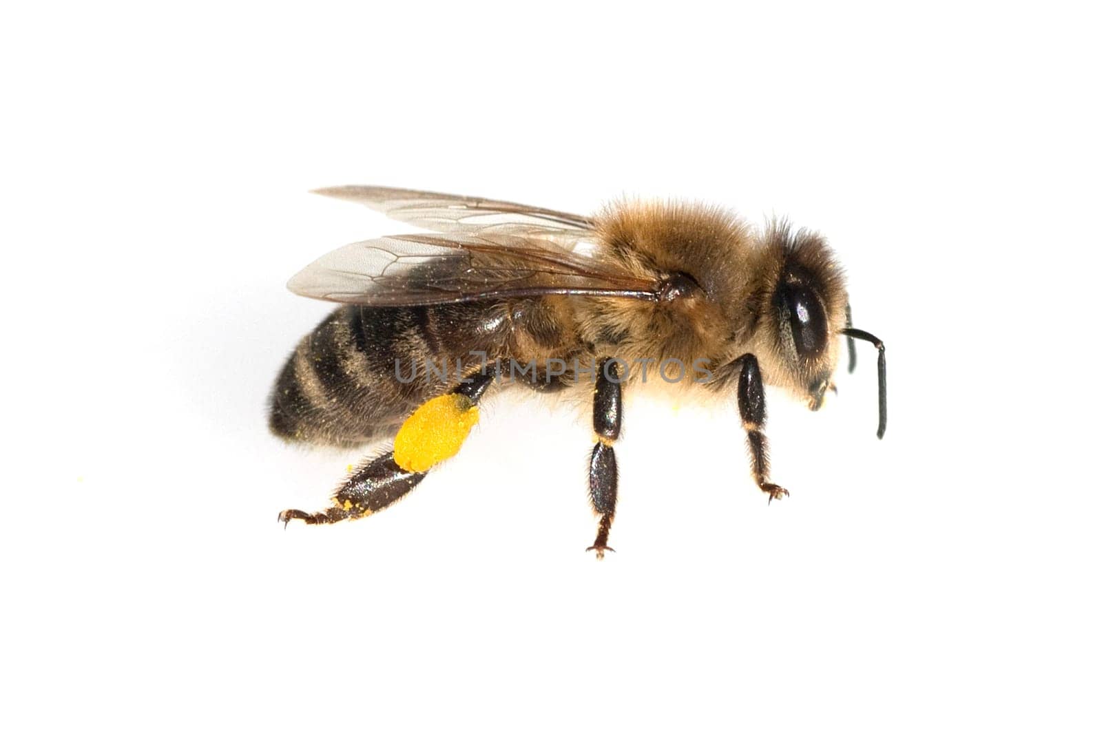 Biene  Pollenhoeschen