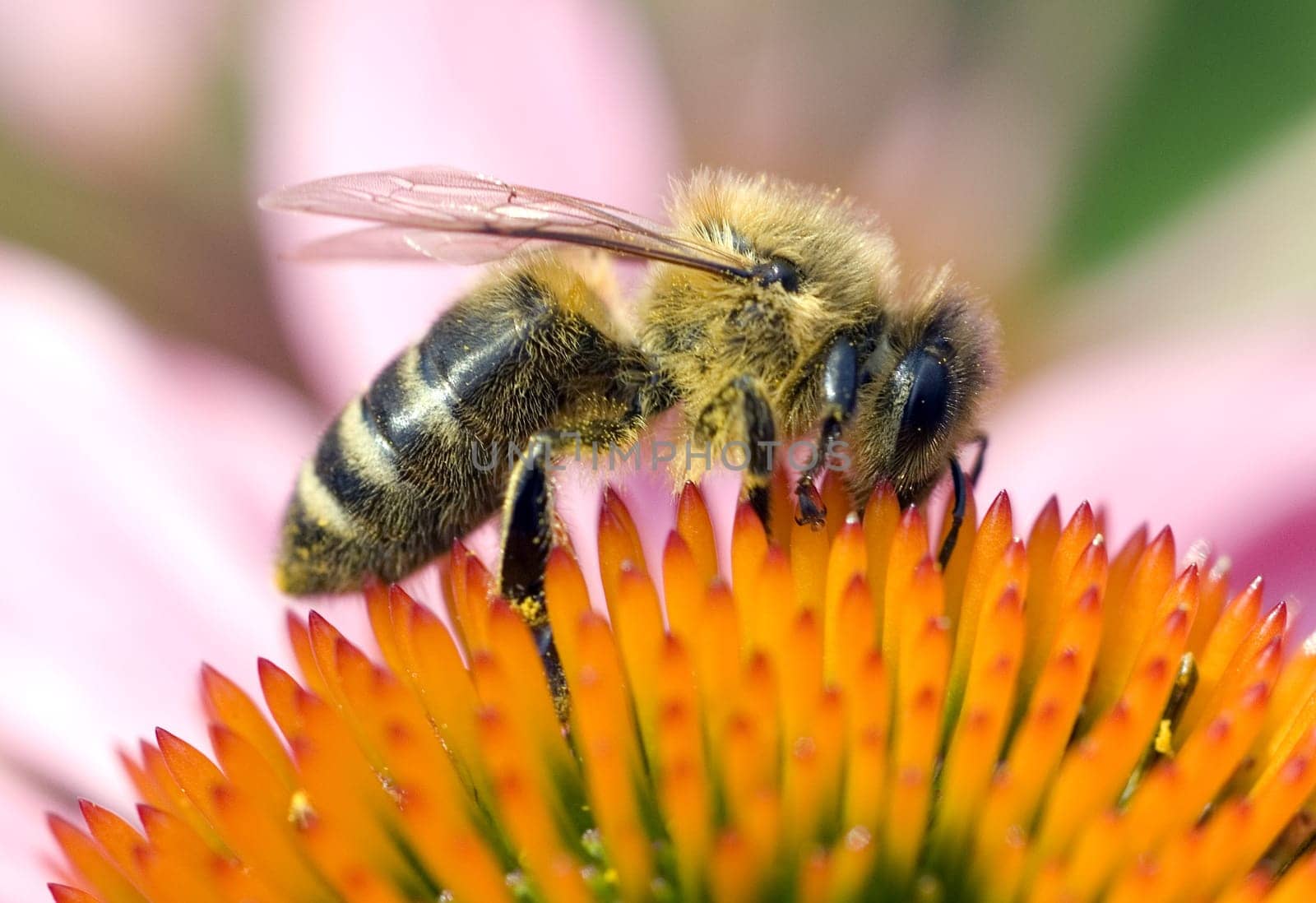 Biene  Apis, mellifera  Honigbiene, Roter Sonnenhut