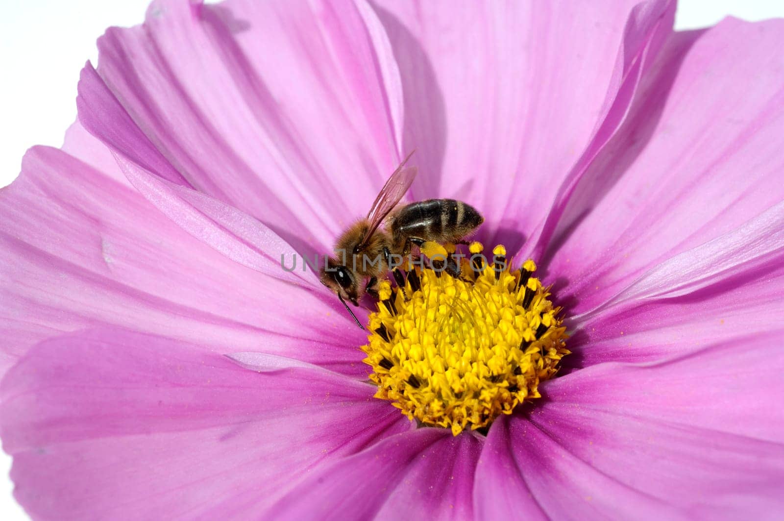 Biene  Pollenhoeschen  Apis  mellifera  Kosmea