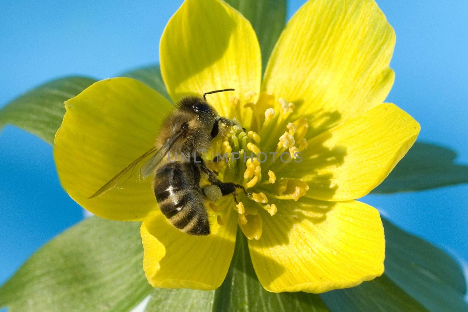 Winterling  Biene  Eranthis hyemalis