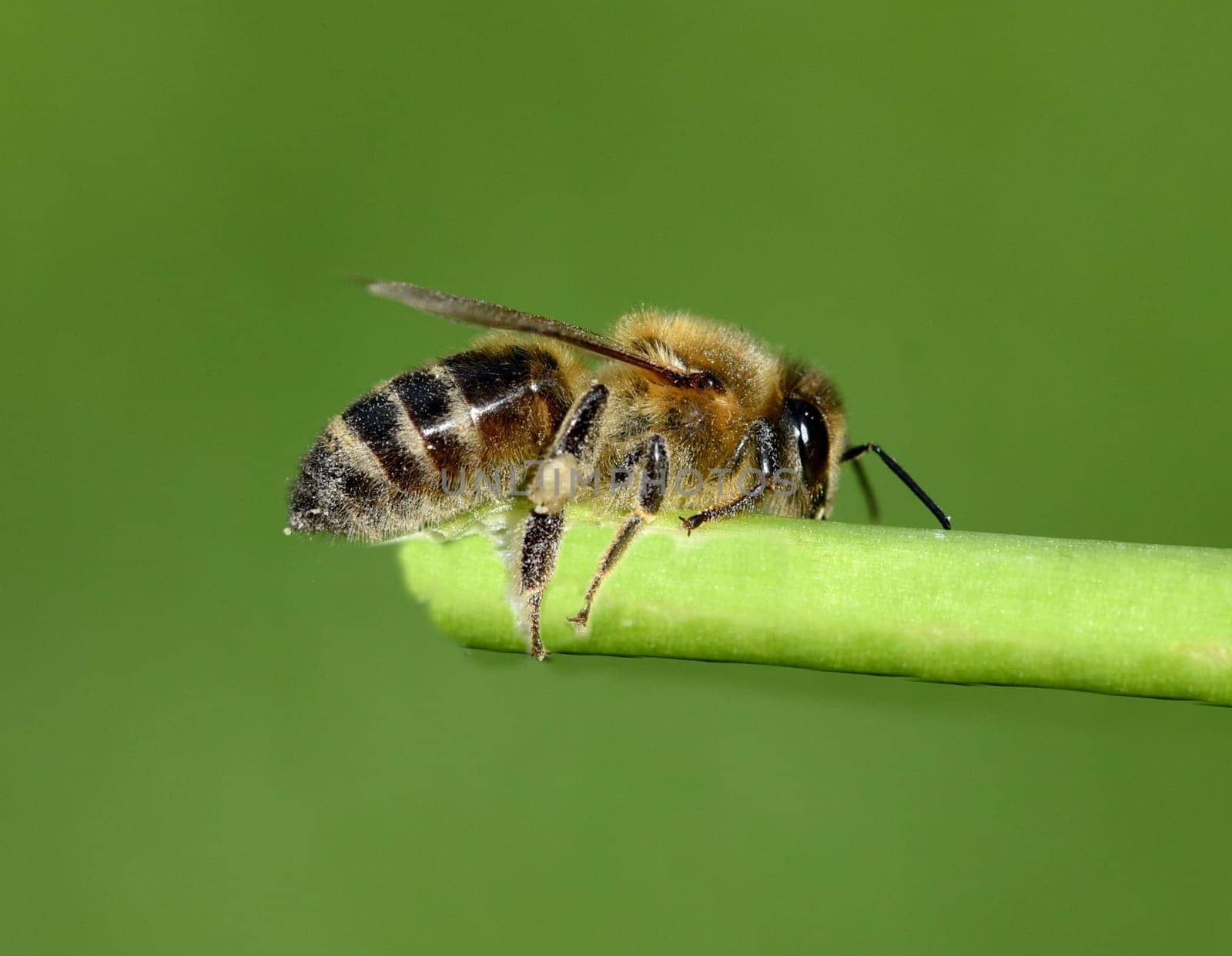 Honigbiene, Apis mellifera, ist ein wichtiges Insekt zur Bestaeubung von Pflanzen und zum Sammeln von Honig. Honey bee, Apis mellifera, is an important insect for pollinating plants and collecting honey.