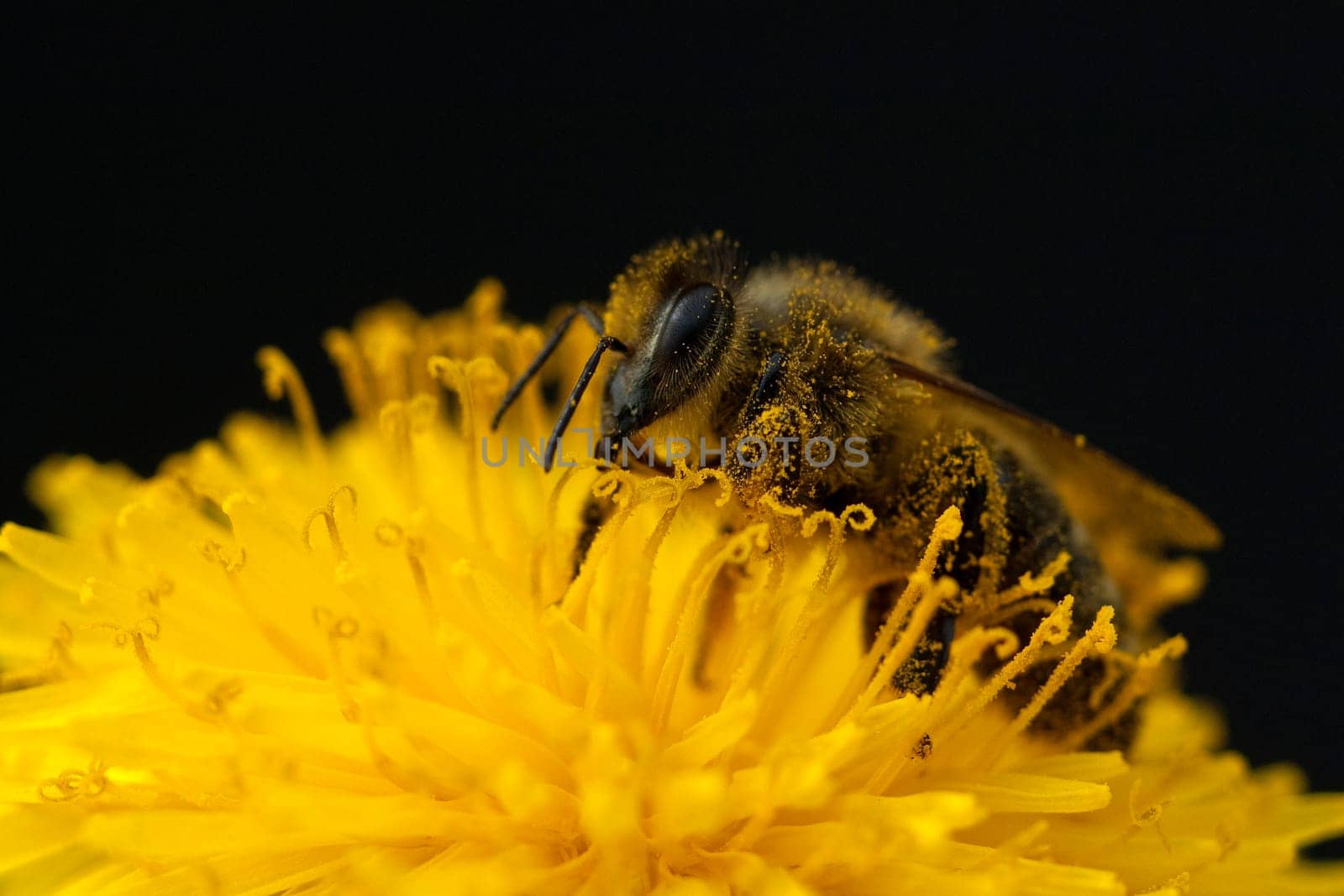 Biene  Loewenzahn  Taraxacum