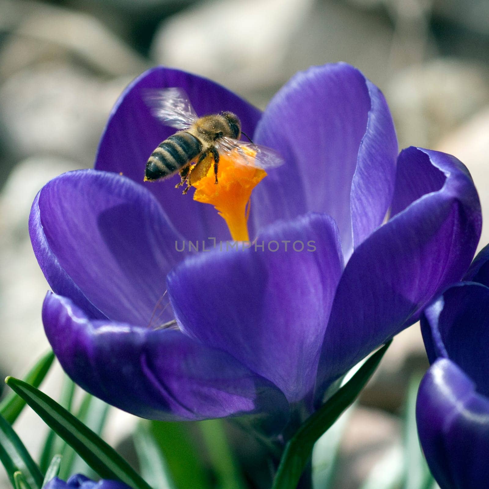 Biene  Anflug  Krokus  Apis  mellifera