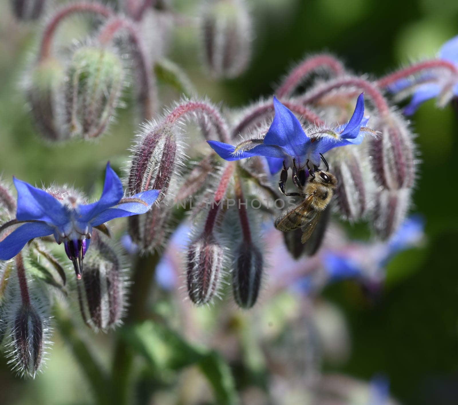 Borretsch, Borago officinalis, ist eine wichtige Heil- und Medizinalpflanze und wird gerne von Bienen besucht. Das Kuechenkraut wird auch in der Frankfurter Gruene Sosse verwendet. Borage, Borago officinalis, is an important medicinal and medicinal plant and is popular with bees. The kitchen herb is also used in the Frankfurt green sauce.