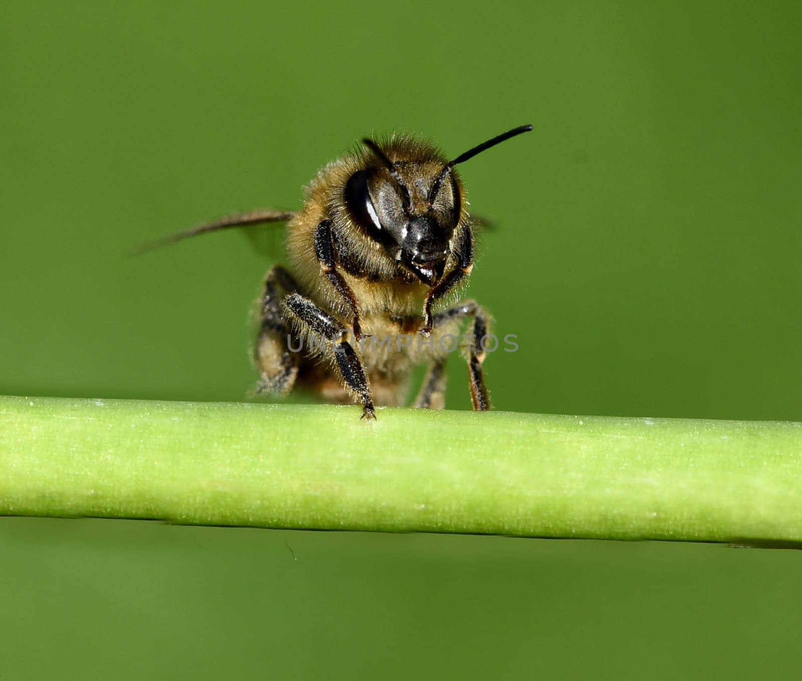 Honigbiene, Apis mellifera, ist ein wichtiges Insekt zur Bestaeubung von Pflanzen und zum Sammeln von Honig. Honey bee, Apis mellifera, is an important insect for pollinating plants and collecting honey.