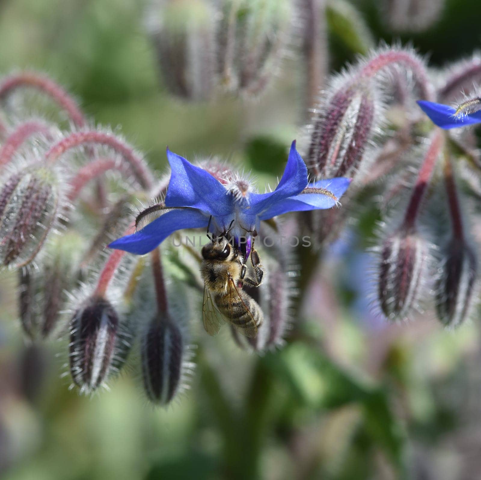 Borretsch, Borago officinalis, ist eine wichtige Heil- und Medizinalpflanze und wird gerne von Bienen besucht. Das Kuechenkraut wird auch in der Frankfurter Gruene Sosse verwendet. Borage, Borago officinalis, is an important medicinal and medicinal plant and is popular with bees. The kitchen herb is also used in the Frankfurt green sauce.