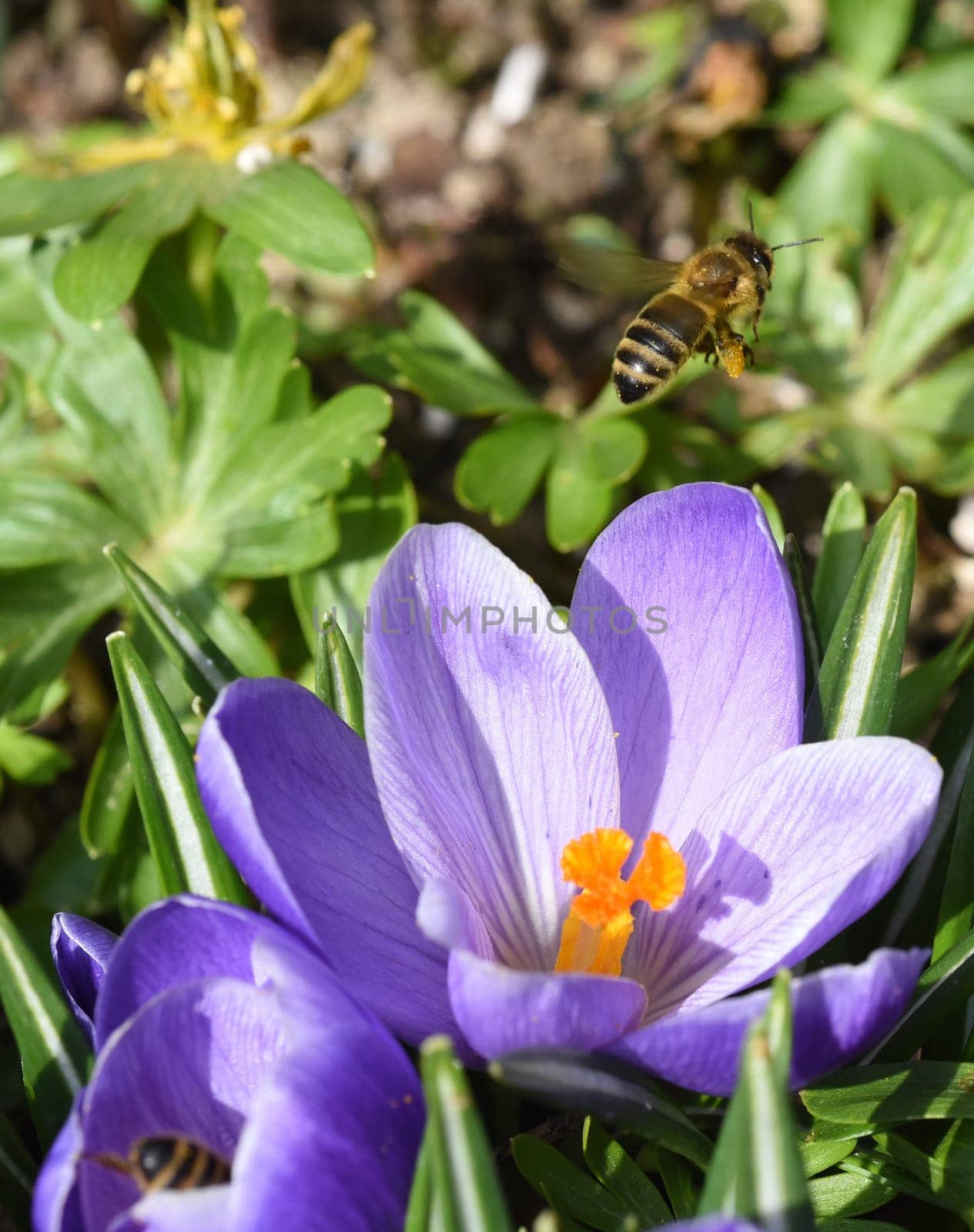 Biene, Pollenhoeschen, Apis, mellifera