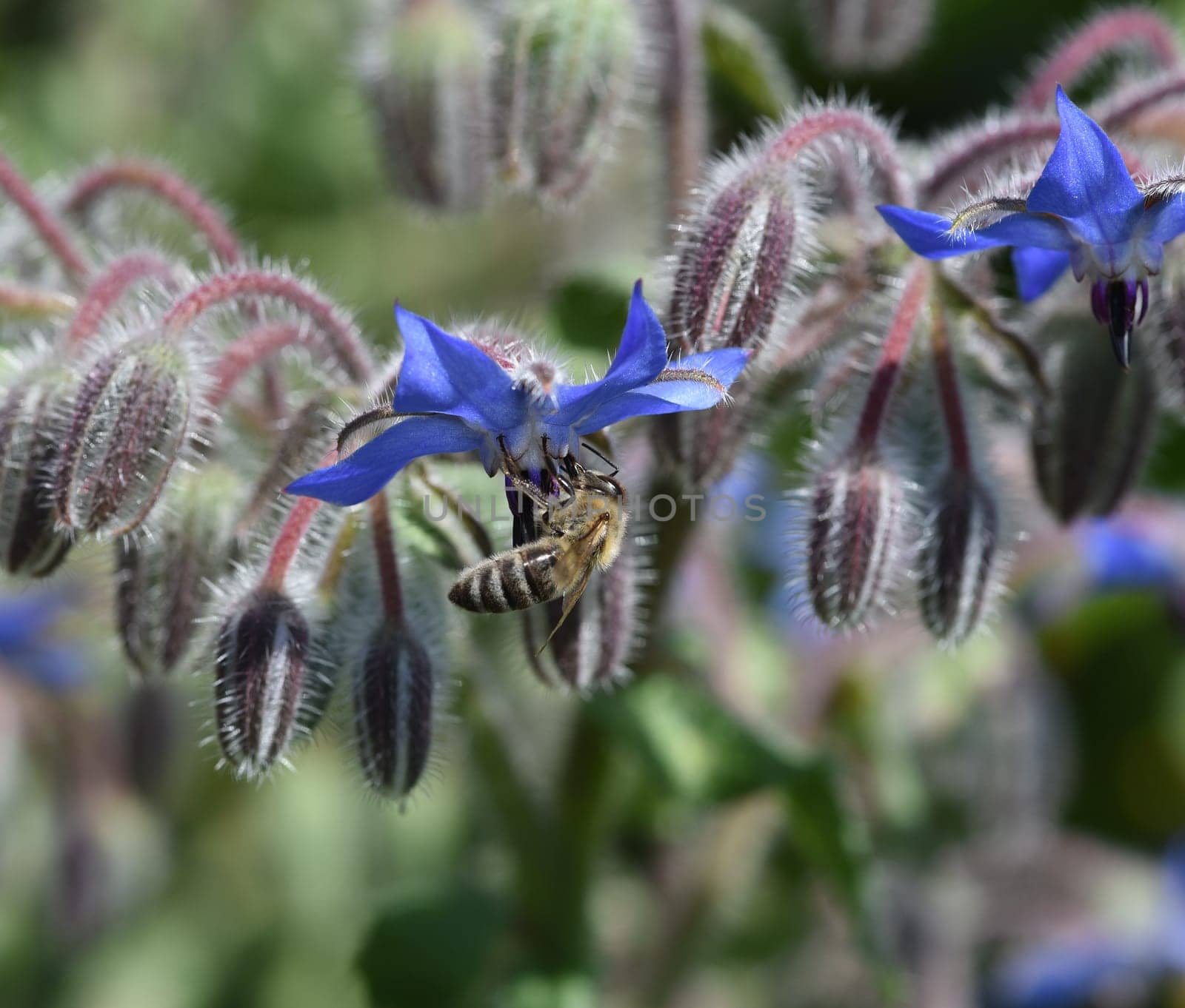 Borretsch, Borago officinalis, ist eine wichtige Heil- und Medizinalpflanze und wird gerne von Bienen besucht. Das Kuechenkraut wird auch in der Frankfurter Gruene Sosse verwendet. Borage, Borago officinalis, is an important medicinal and medicinal plant and is popular with bees. The kitchen herb is also used in the Frankfurt green sauce.